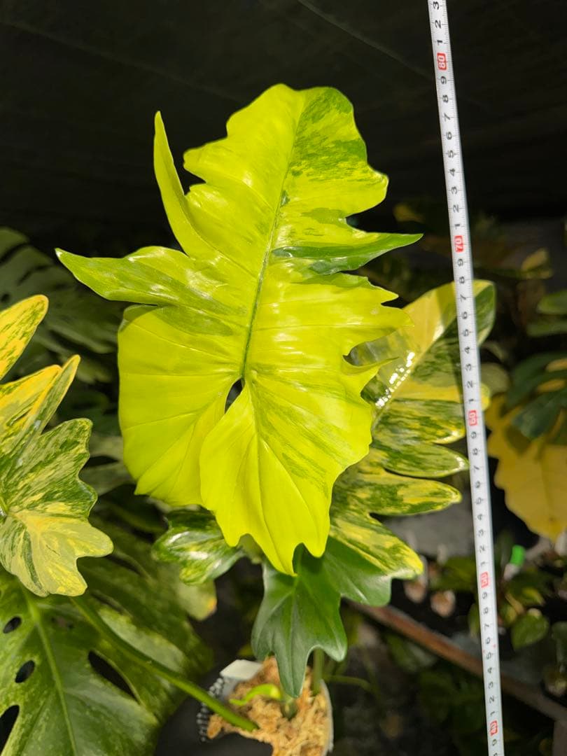 KN3 フィロデンドロン　キティナ　健康株