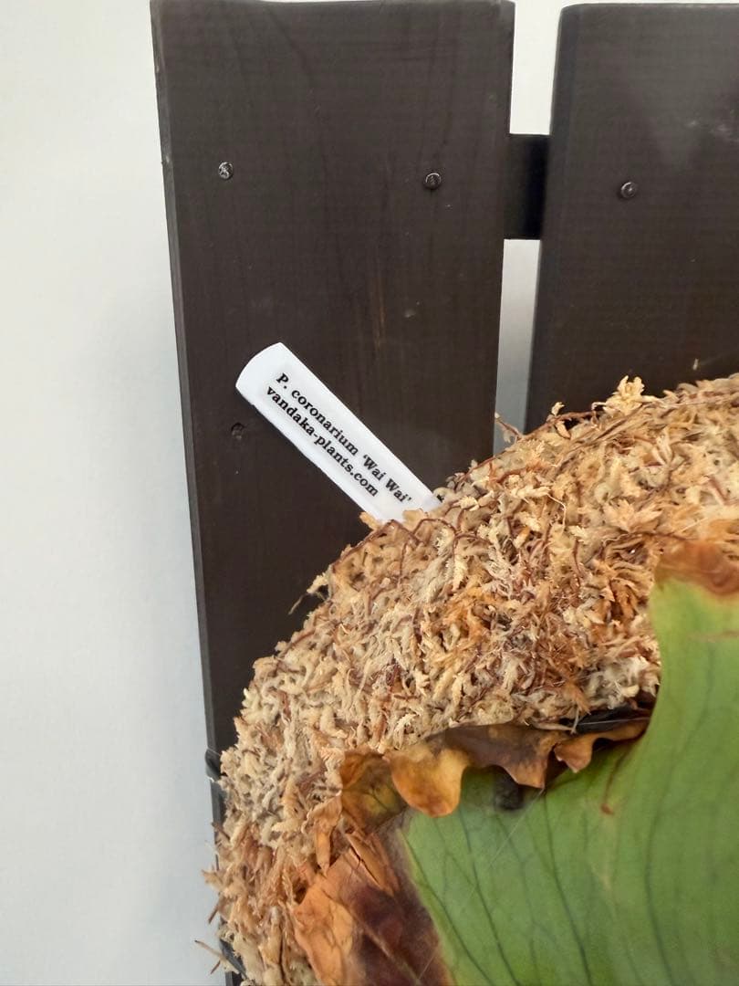 ビカクシダ　P.coronarium WaiWai