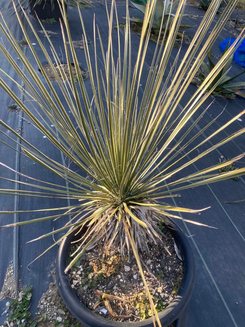 極耐寒性ユッカ　エラータ幹立ち株◇ドライガーデン南国アガベ　ダシリリオン　ヤシ