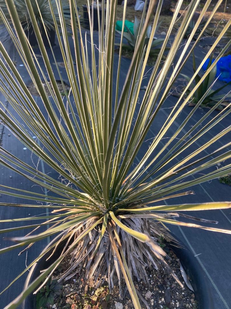 極耐寒性ユッカ　エラータ幹立ち株◇ドライガーデン南国アガベ　ダシリリオン　ヤシ