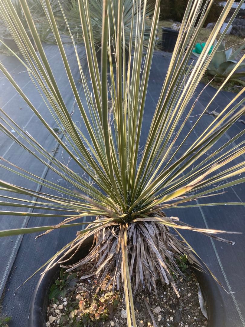 極耐寒性ユッカ　エラータ幹立ち株◇ドライガーデン南国アガベ　ダシリリオン　ヤシ