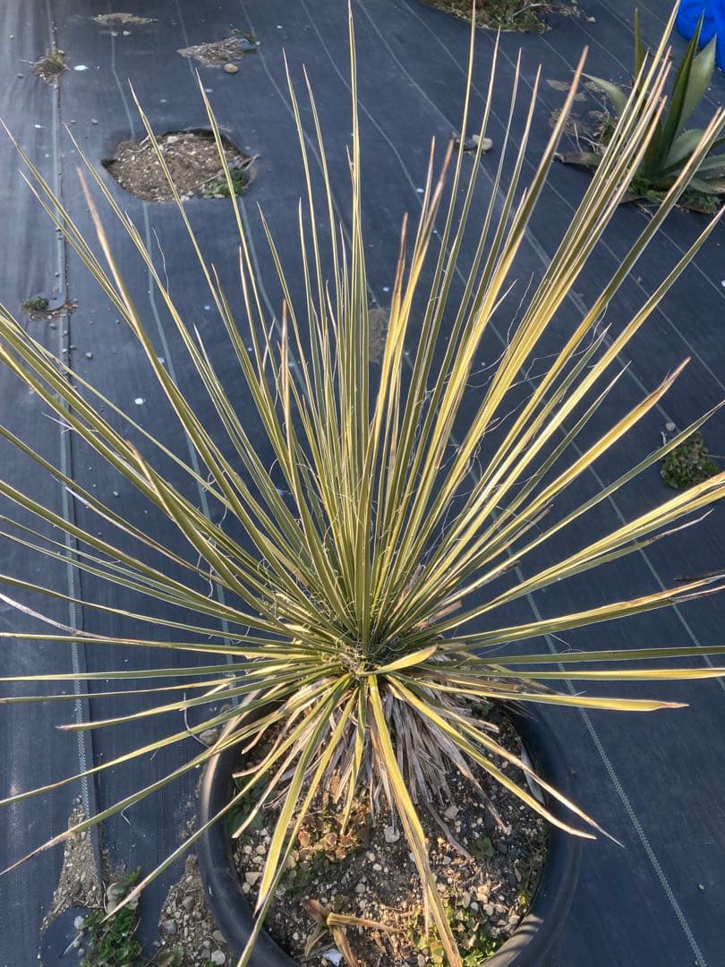 極耐寒性ユッカ　エラータ幹立ち株◇ドライガーデン南国アガベ　ダシリリオン　ヤシ