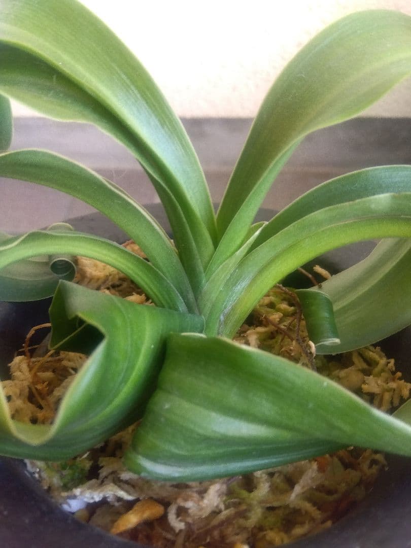 万年青　オモト　獅子　白覆輪斑　4.5号陶器鉢つき　か