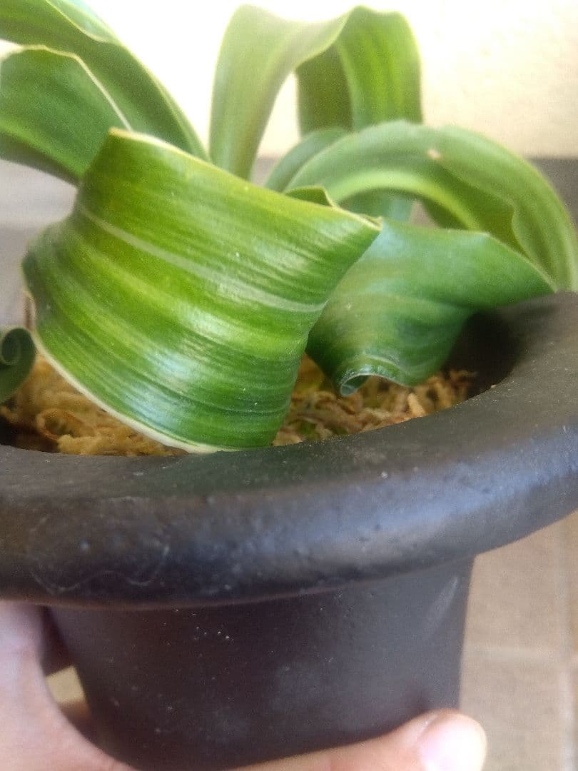 万年青　オモト　獅子　白覆輪斑　4.5号陶器鉢つき　か