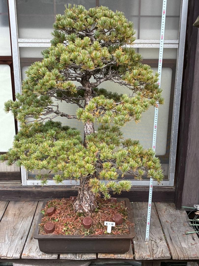 夜*き様 ★盆栽★ 赤石五葉松　E-15 樹齢100年以上　★愛媛県より発送★