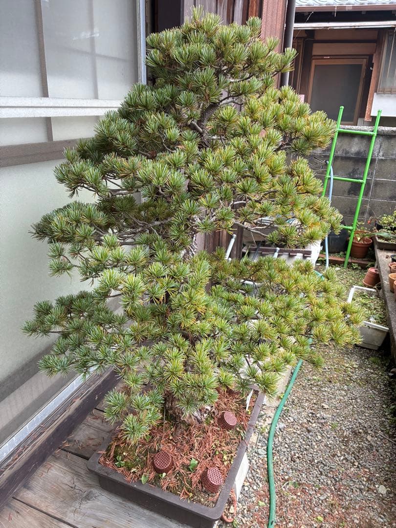 夜*き様 ★盆栽★ 赤石五葉松　E-15 樹齢100年以上　★愛媛県より発送★