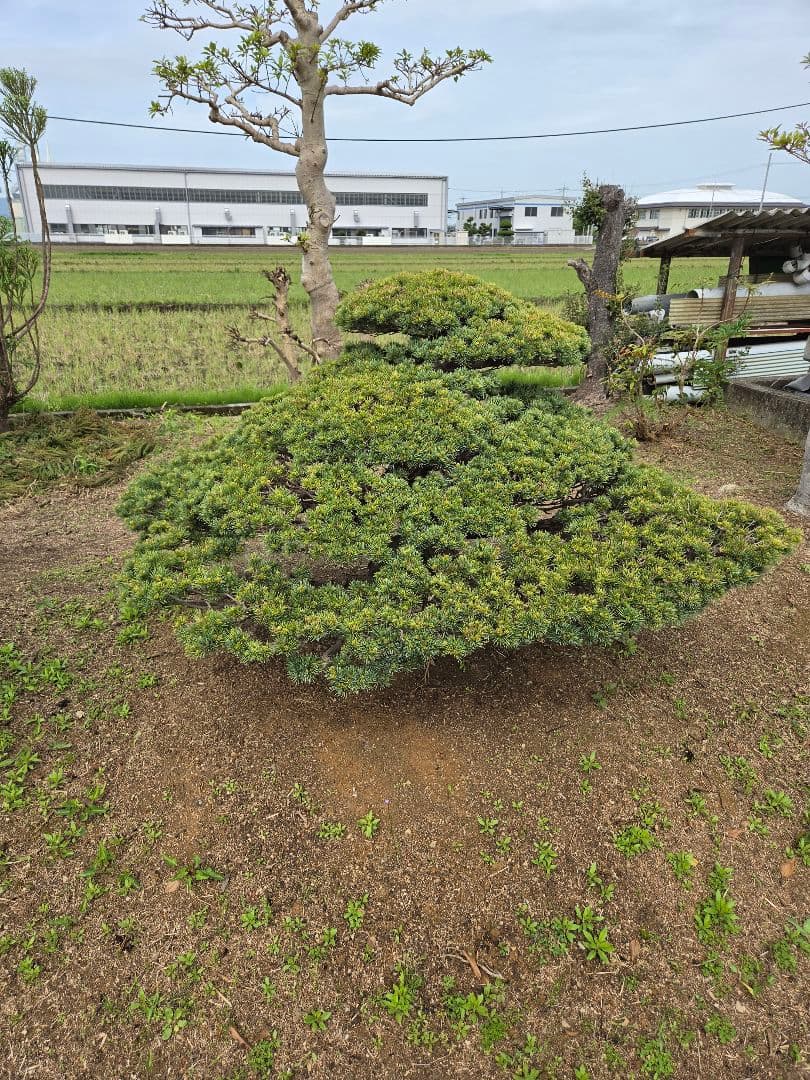 八房五葉松（かなり古い木幹直径45cm）