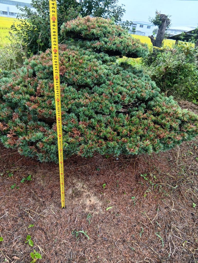 八房五葉松（かなり古い木幹直径45cm）