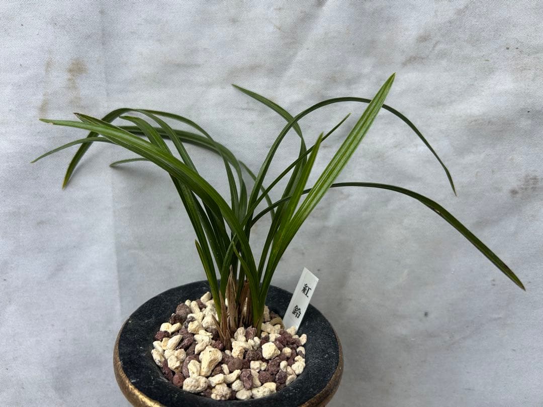 韓国春蘭★紅鈴★豆赤花★豆花★交配種★円弁★5本