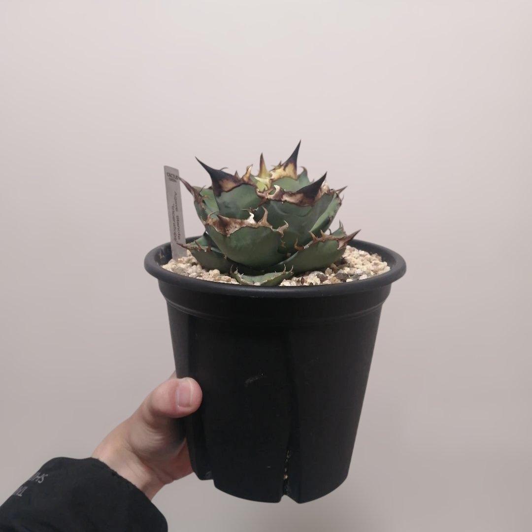 アガベチタノタ　トリケラトプス