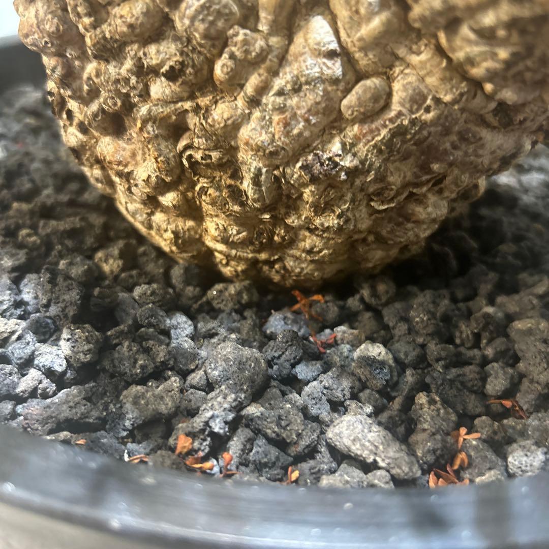 中型 塊根植物 黒鉢　パキプス