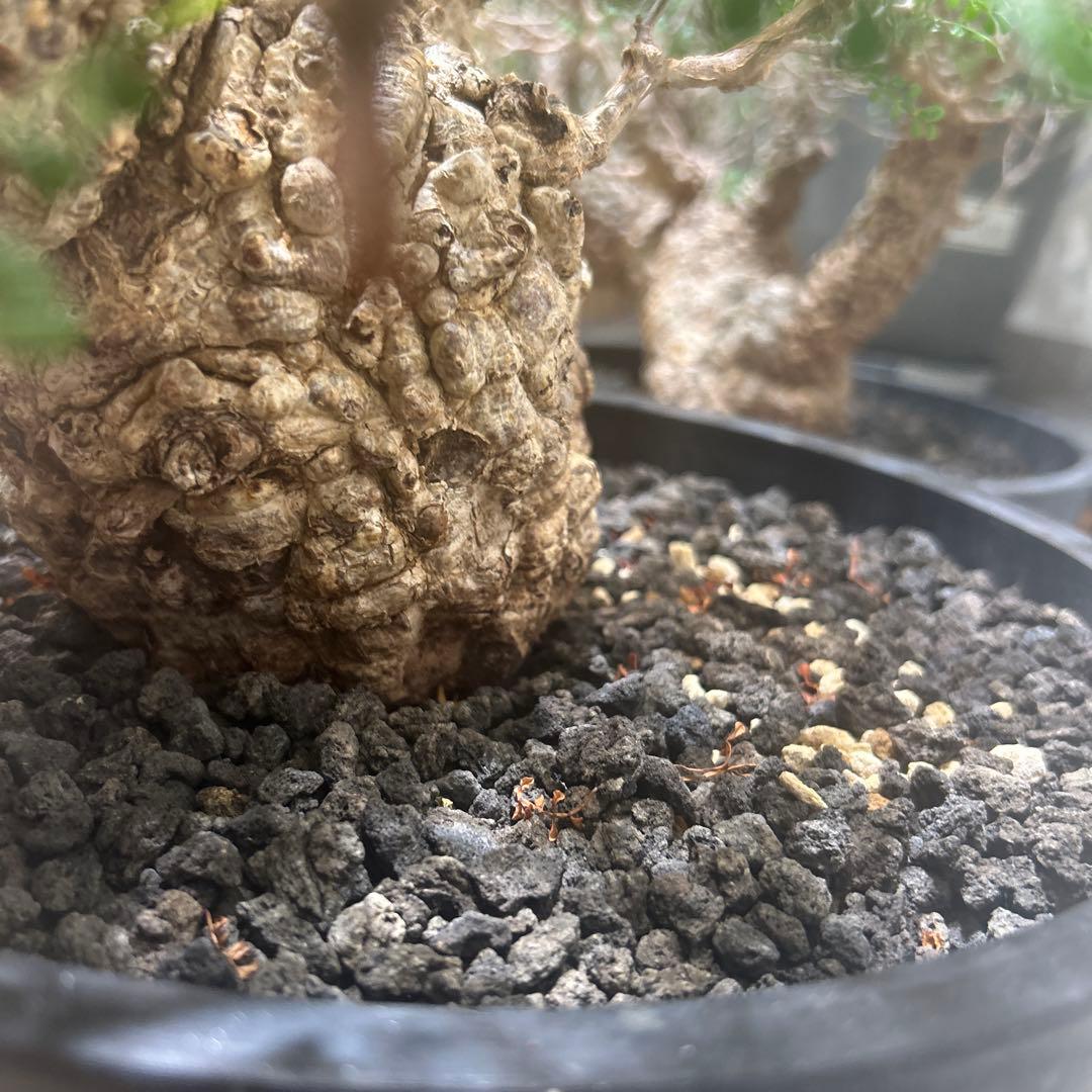 中型 塊根植物 黒鉢　パキプス