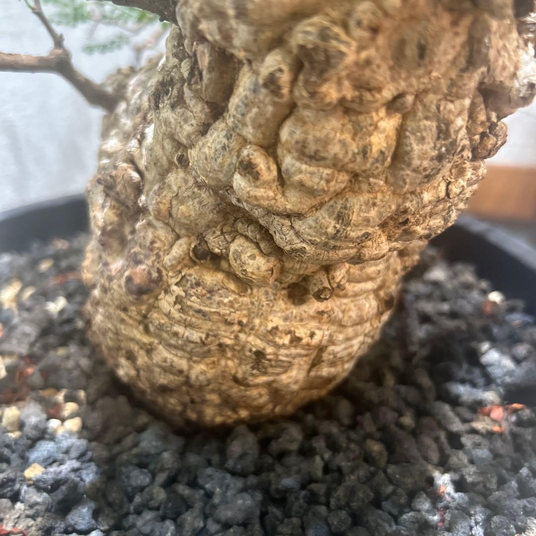 中型 塊根植物 黒鉢　パキプス