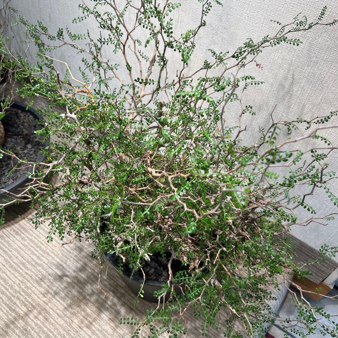 中型 塊根植物 黒鉢　パキプス