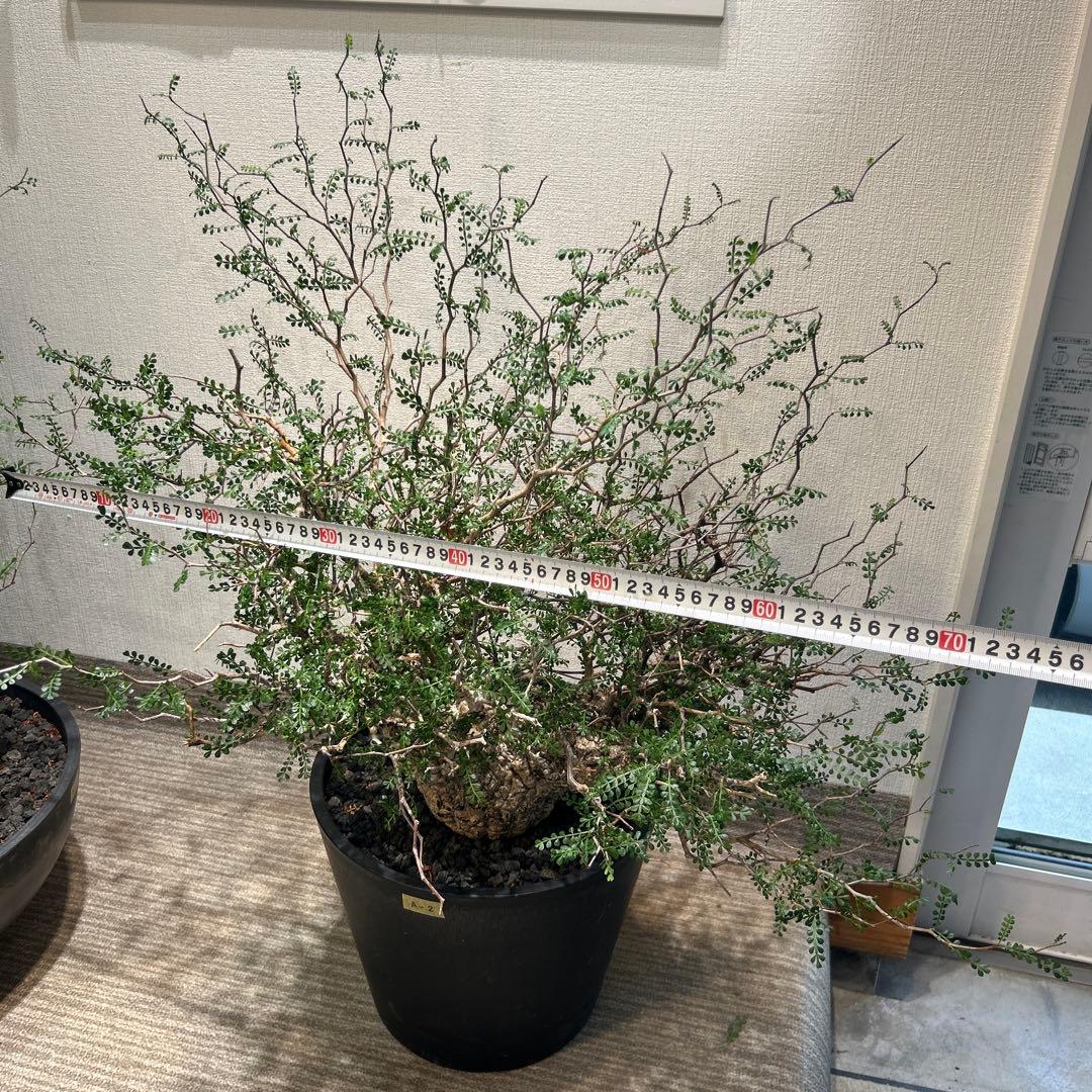 中型 塊根植物 黒鉢　パキプス