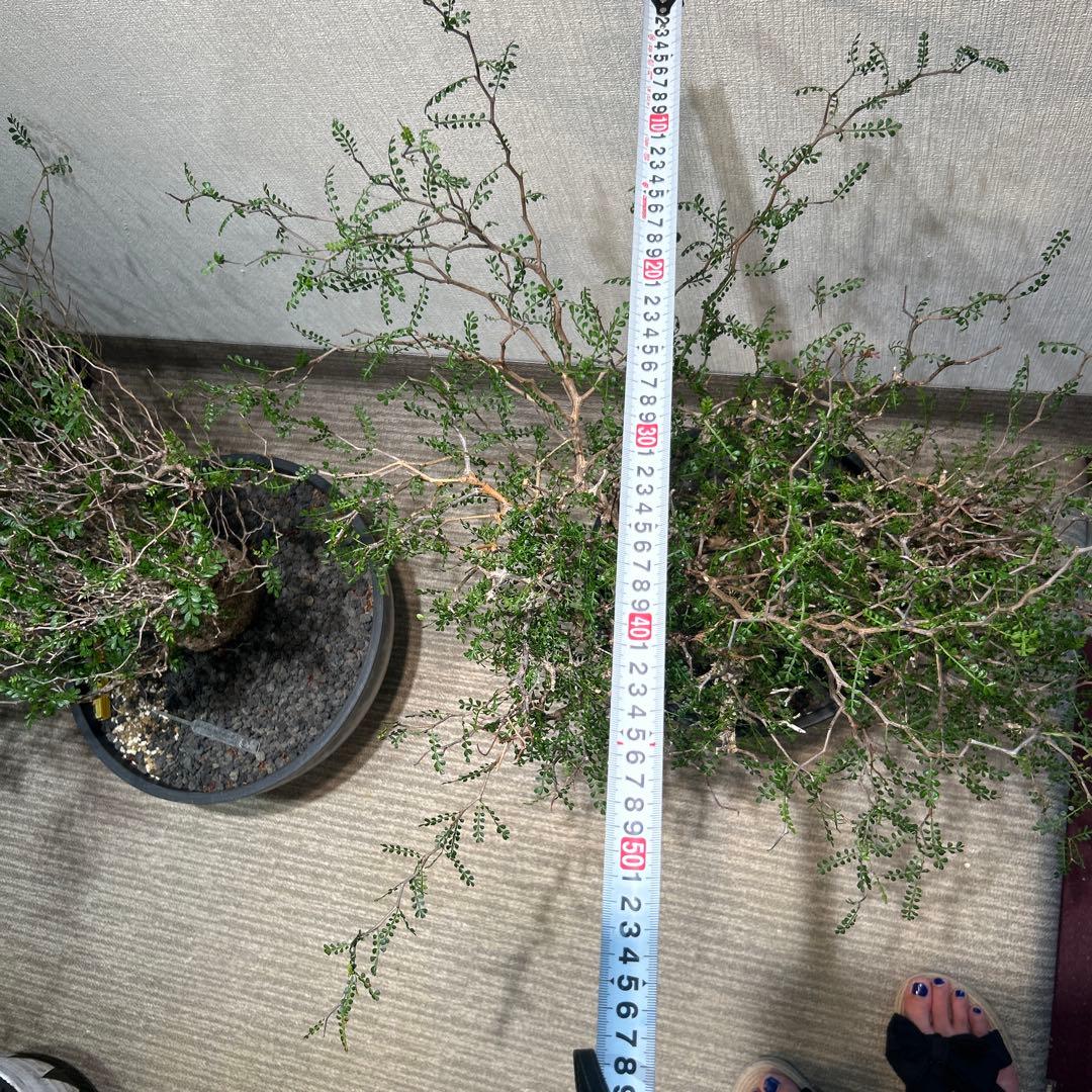 中型 塊根植物 黒鉢　パキプス