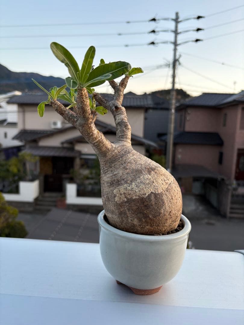 パキポディウムグラキリス発根済み
