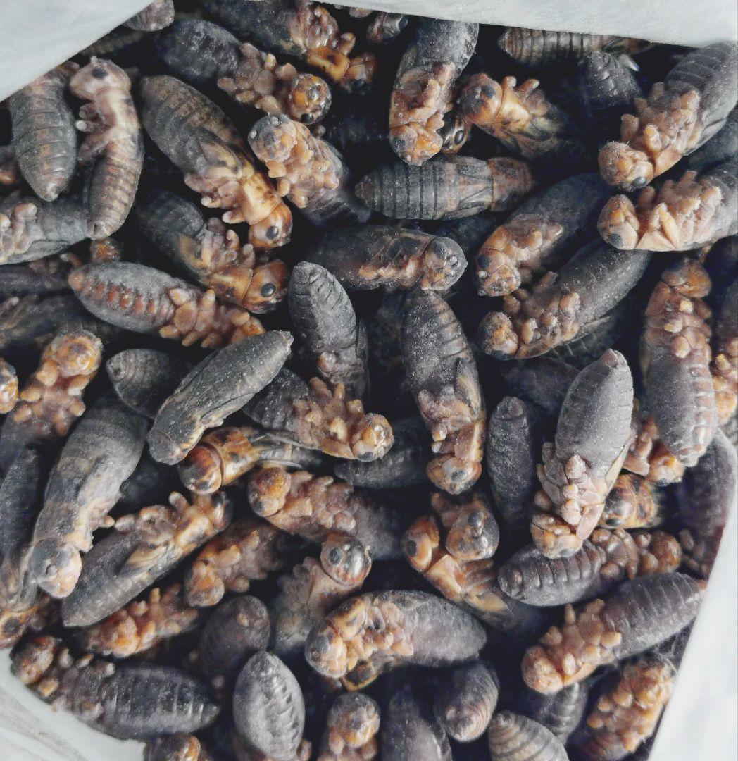 賈琦様冷凍ファジー10匹ファジーS 30匹アダルトM 10匹フタホシ200グラム