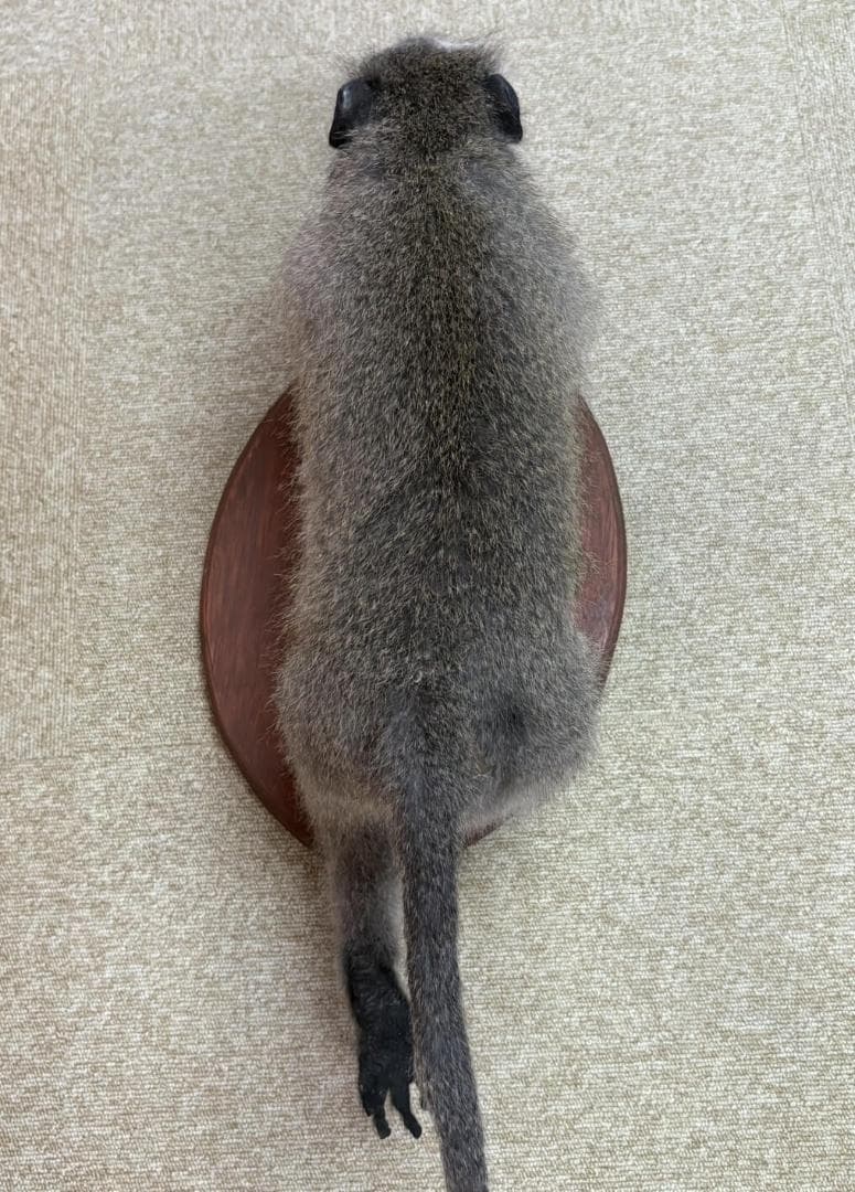 高品質　ベルベットモンキー 全身剥製 ★ A