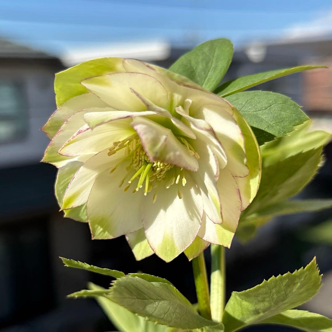 MIYABI　フレグランスグリーン　グリーンリップ　加藤農園　計2苗