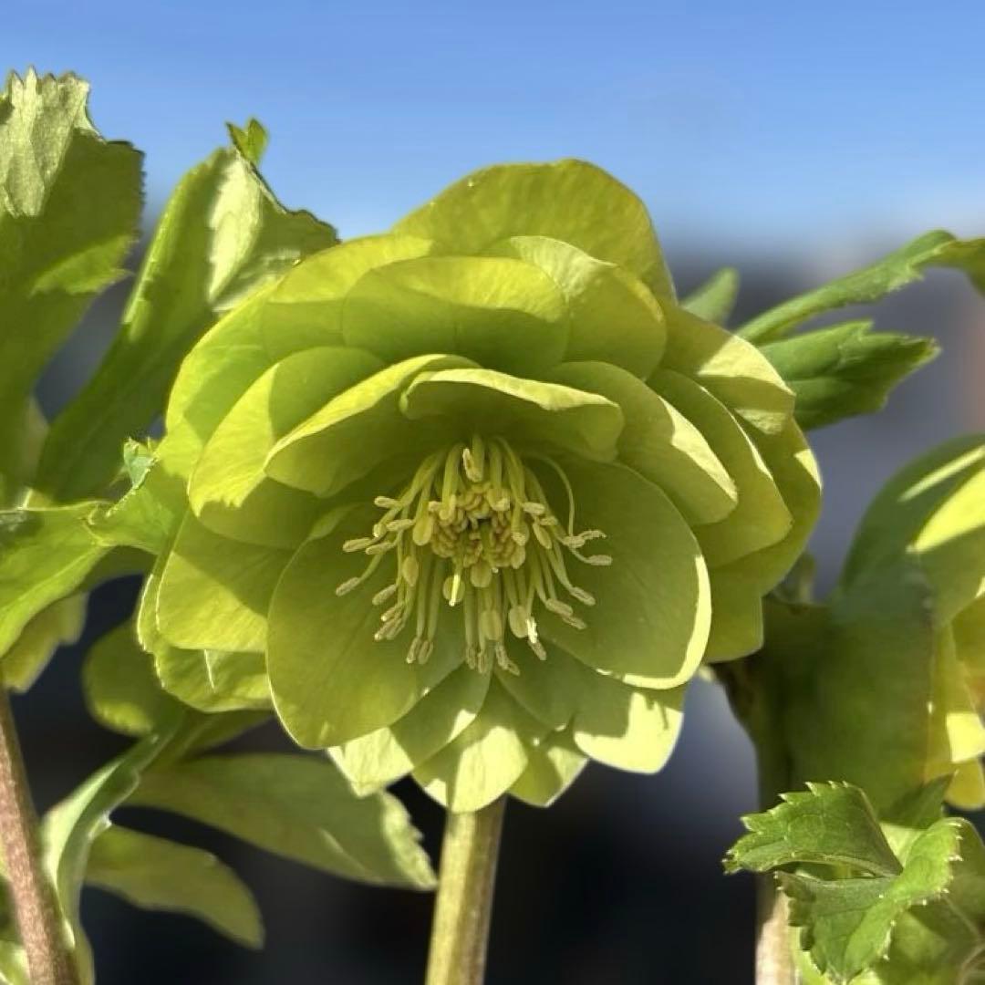 MIYABI　フレグランスグリーン　グリーンリップ　加藤農園　計2苗