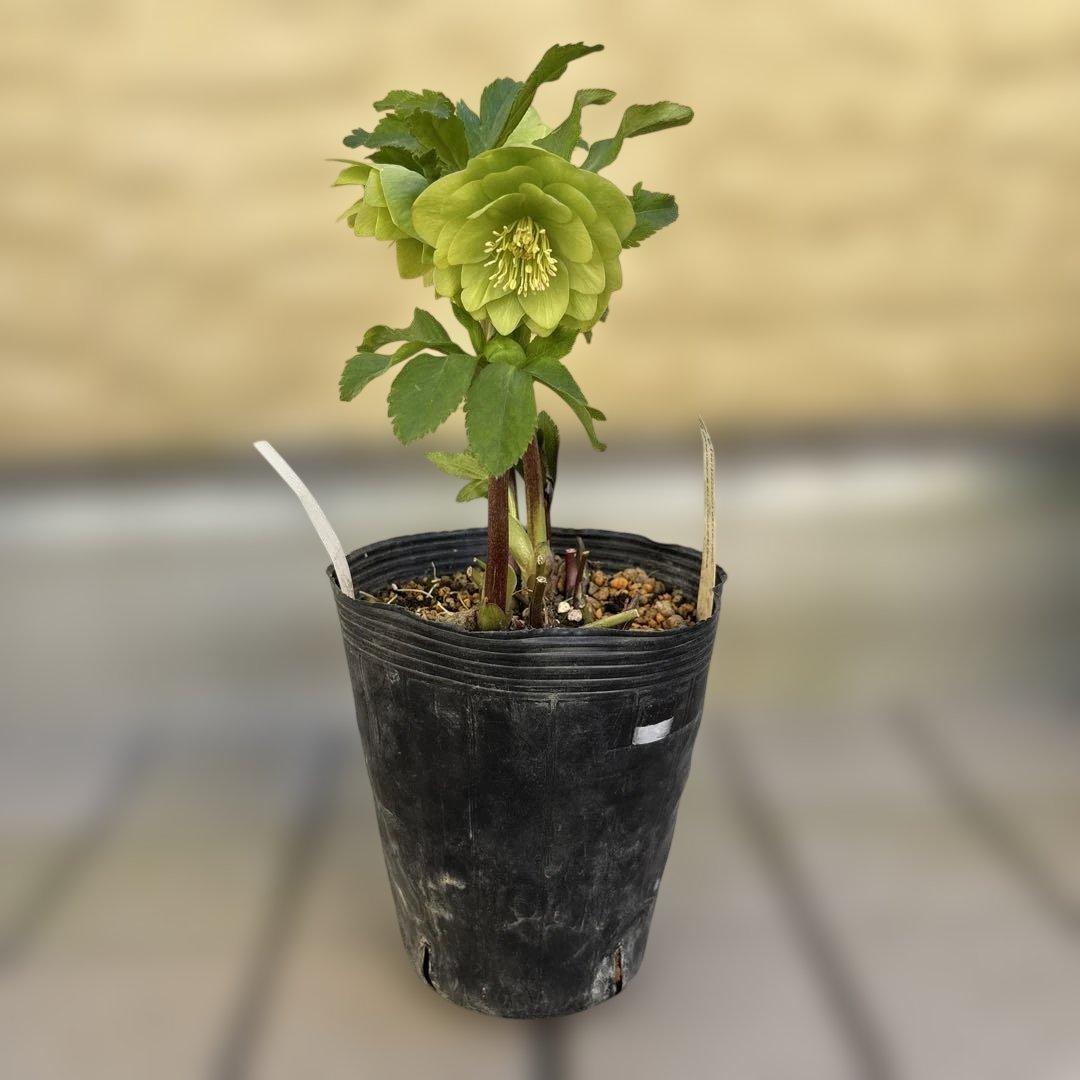 MIYABI　フレグランスグリーン　グリーンリップ　加藤農園　計2苗