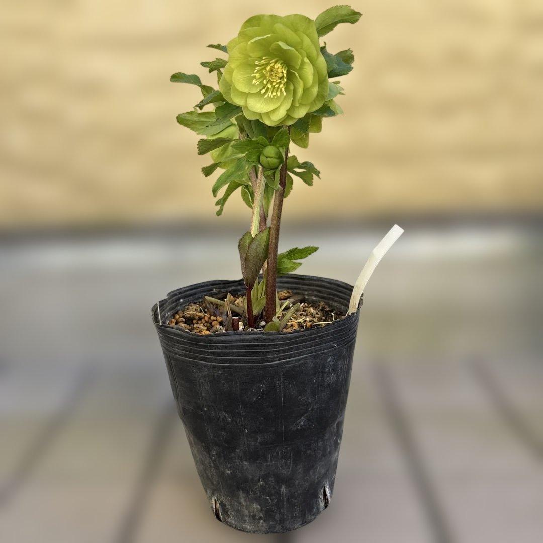 MIYABI　フレグランスグリーン　グリーンリップ　加藤農園　計2苗