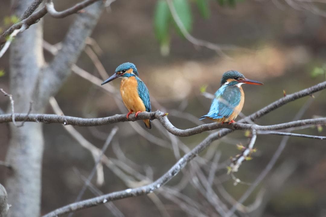 CanonのEF 600mm f/4L