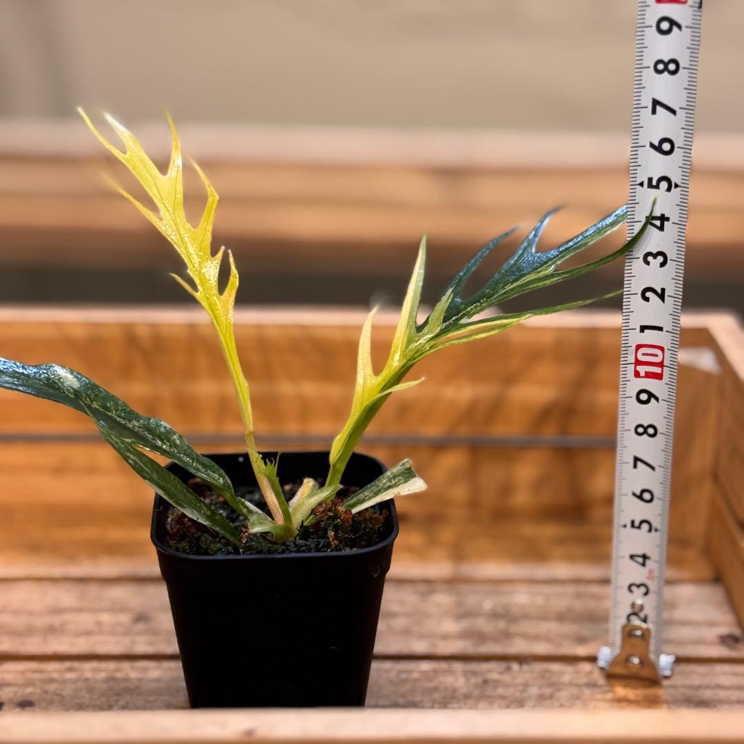 34 フィロデンドロン　トータム　斑入り　トゲトゲ　細葉　ナロー