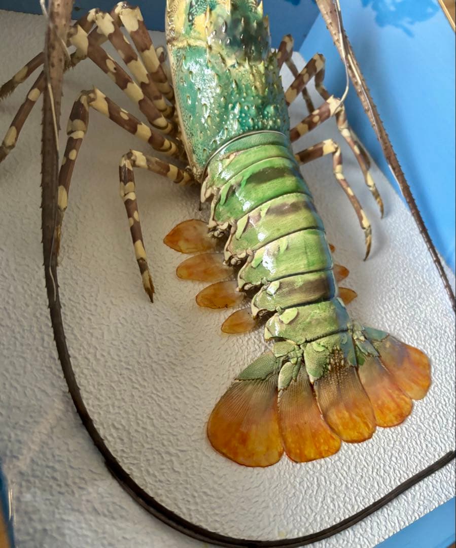 #額装標本 ニシキエビ 錦海老　伊勢海老　えび　剥製