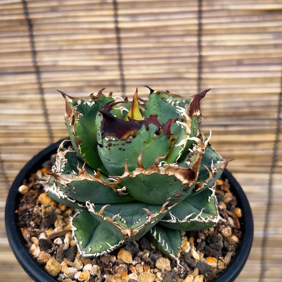 台湾産　アガベ　ブツブツ　麻花　中株