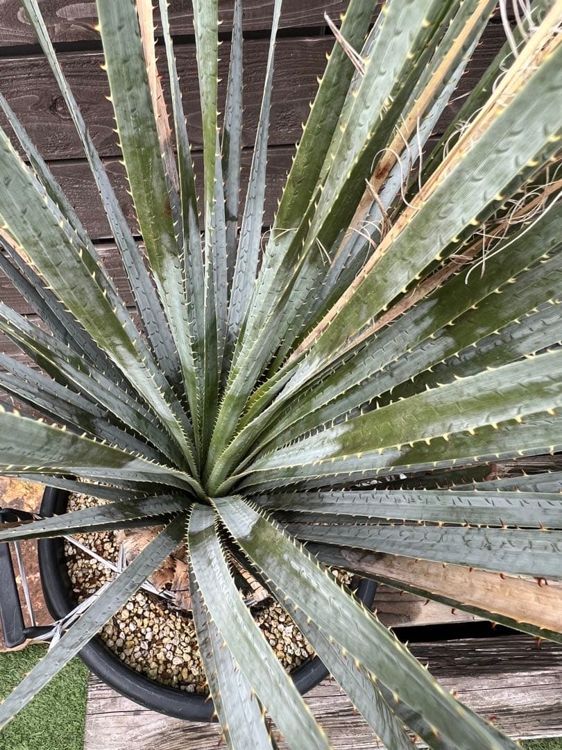 ダシリリオン　グラウコフィラム　ロンギシマム