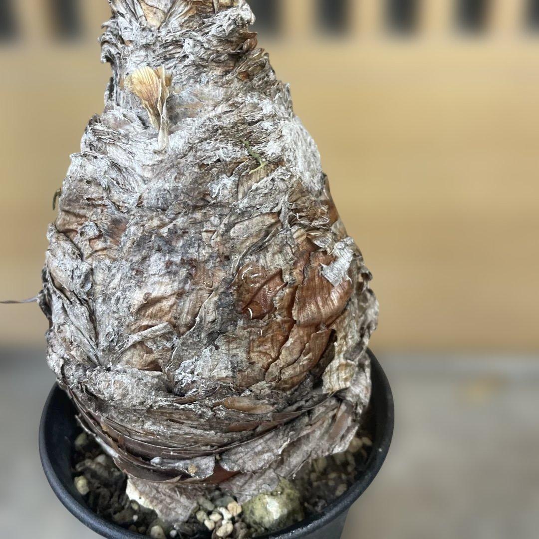 b*o様 ブーファン ディスティチャ