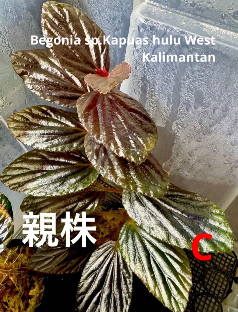 Sugi様 リクエスト 10点 まとめ商品