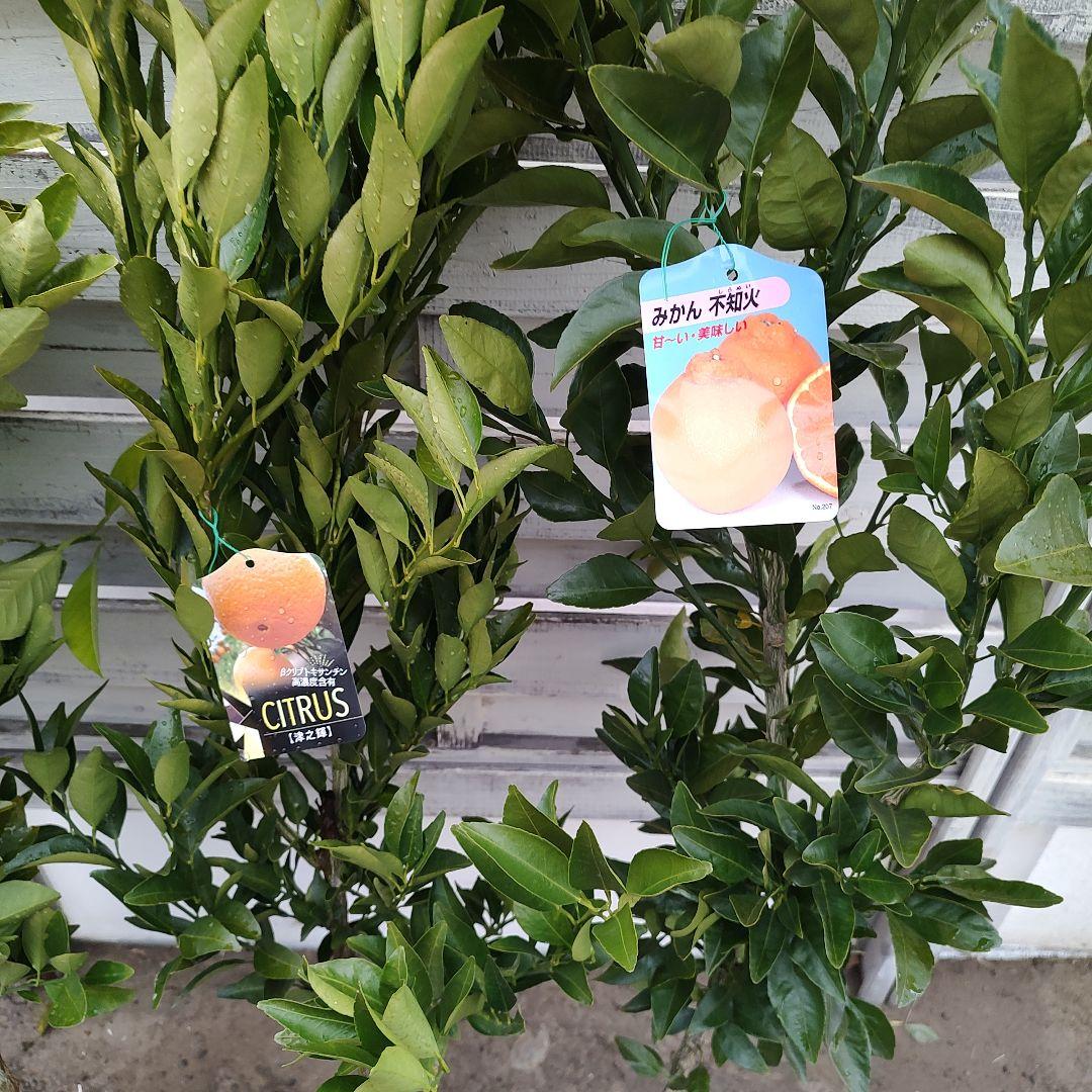 ドットさま専用 他の方は買えません