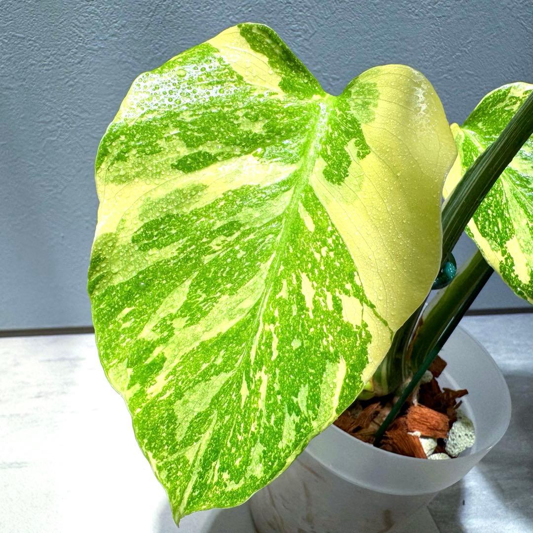 モンステラ デリシオーサ クリームブリュレ 希少斑入り 2芽