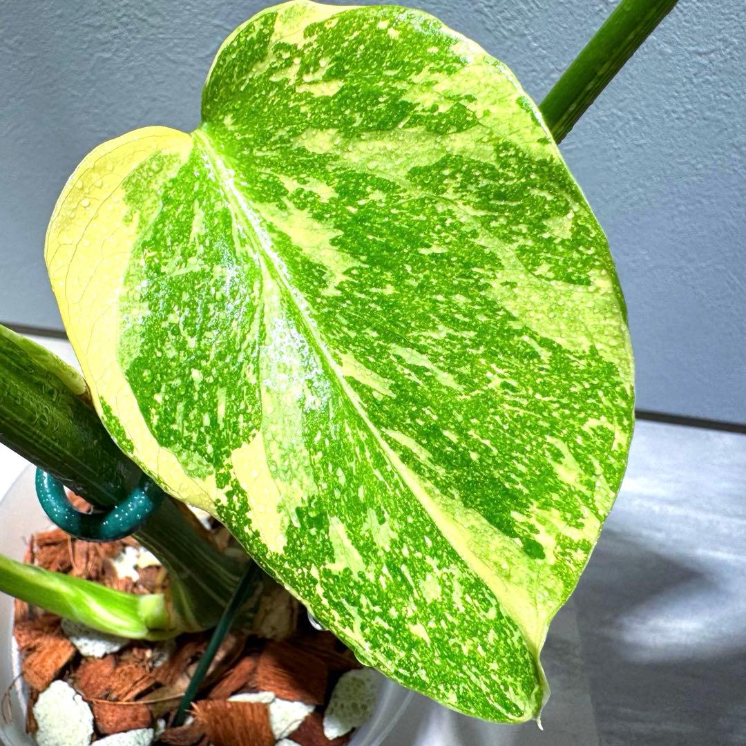 モンステラ デリシオーサ クリームブリュレ 希少斑入り 2芽