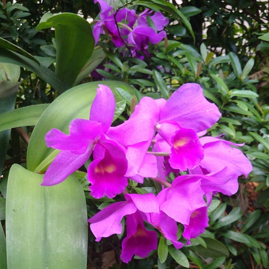 【濱田庄司】 灰釉香呂