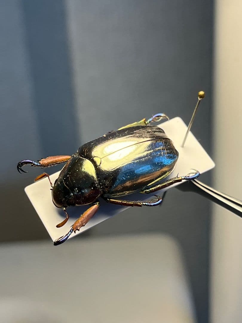 【27mm】クリサルギレアプラチナコガネ 標本カナブン ウグイスコガネ