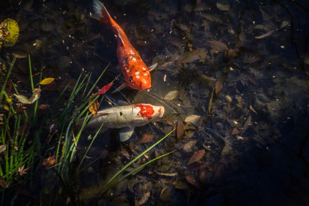 美品+ 分解清掃済 Helios-44-2 58mm f2 ぐるぐるボケ 17