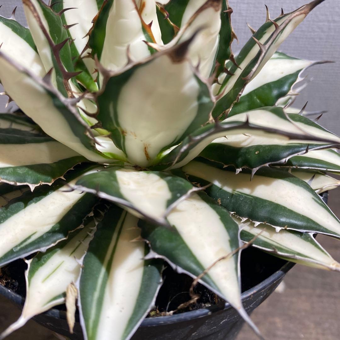 アガベ　ホリダ白中斑入　極上ラスト