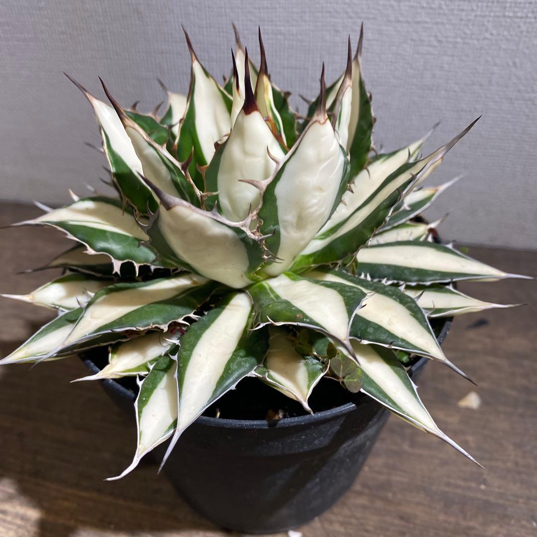 アガベ　ホリダ白中斑入　極上ラスト