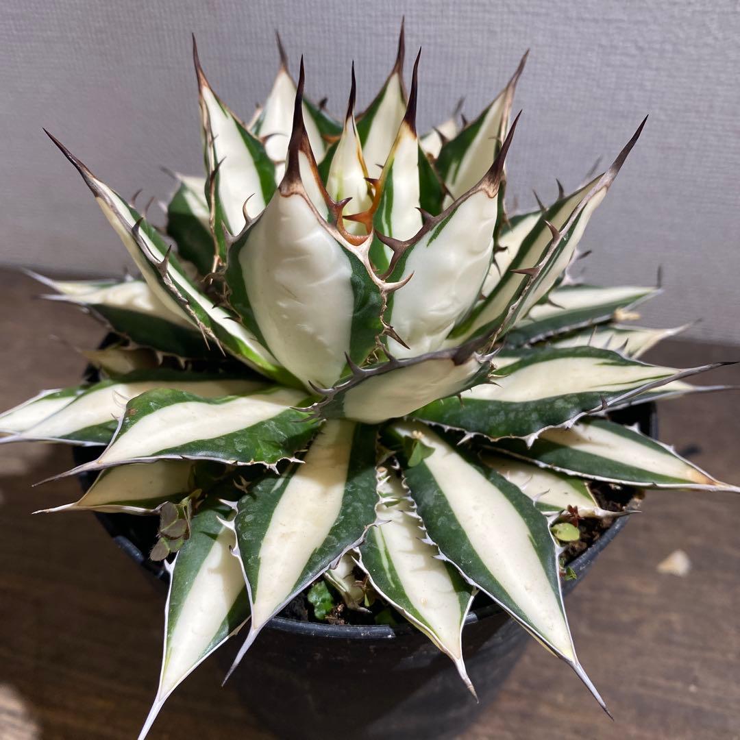 アガベ　ホリダ白中斑入　極上ラスト