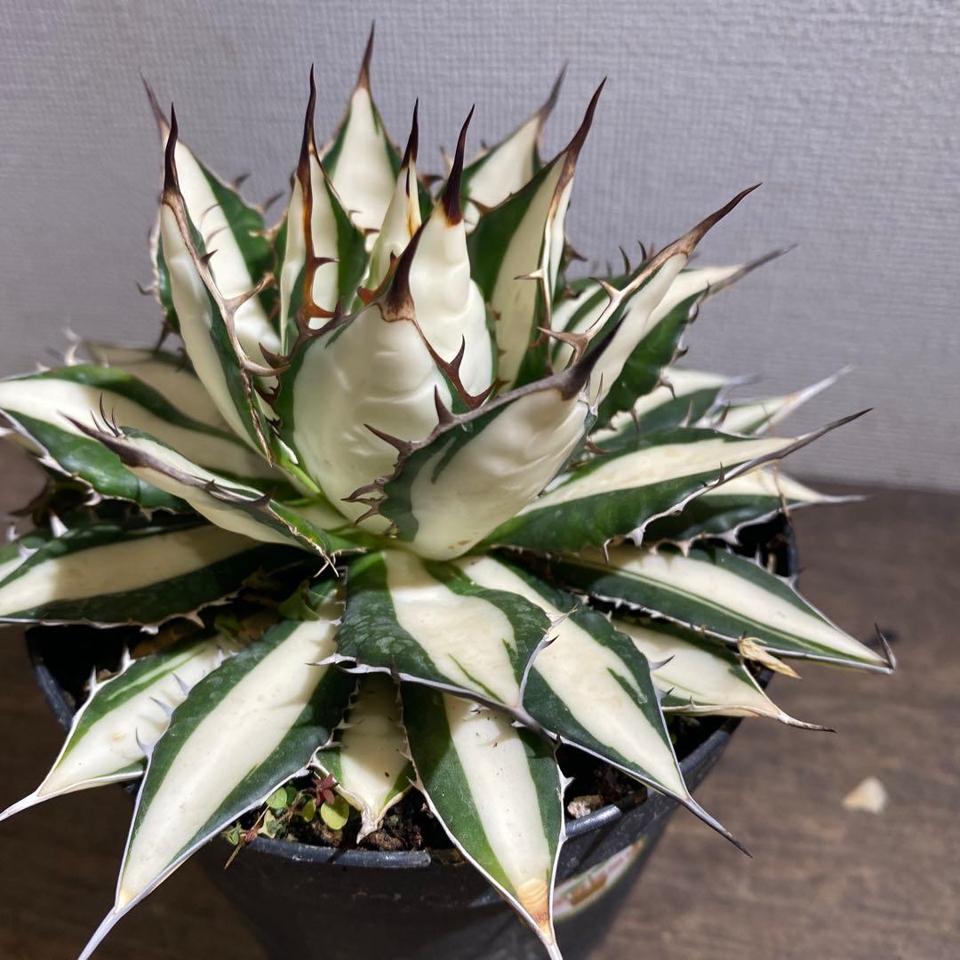 アガベ　ホリダ白中斑入　極上ラスト
