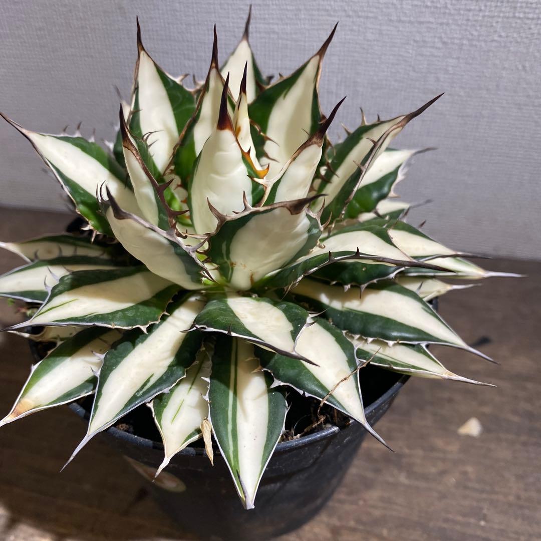 アガベ　ホリダ白中斑入　極上ラスト