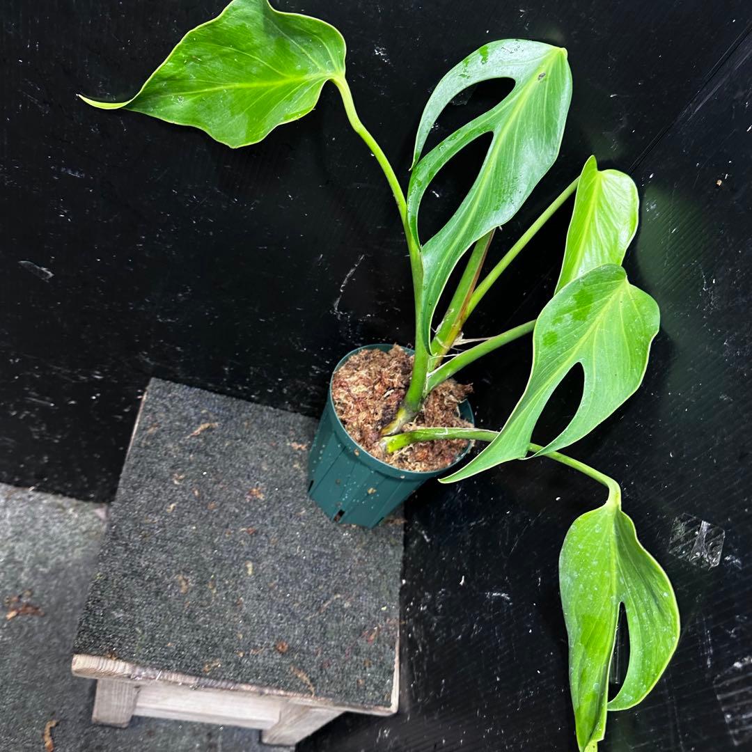 ち*か様 モンステラデリシオーサバールマルクスフレーム4号鉢植え大株美株レア