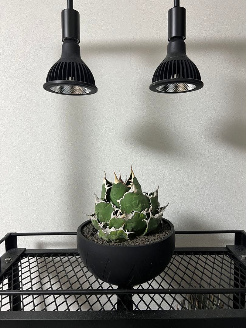 大幅値下げ！アガベ　白鯨　大株　コレクション株　鉢プレゼント