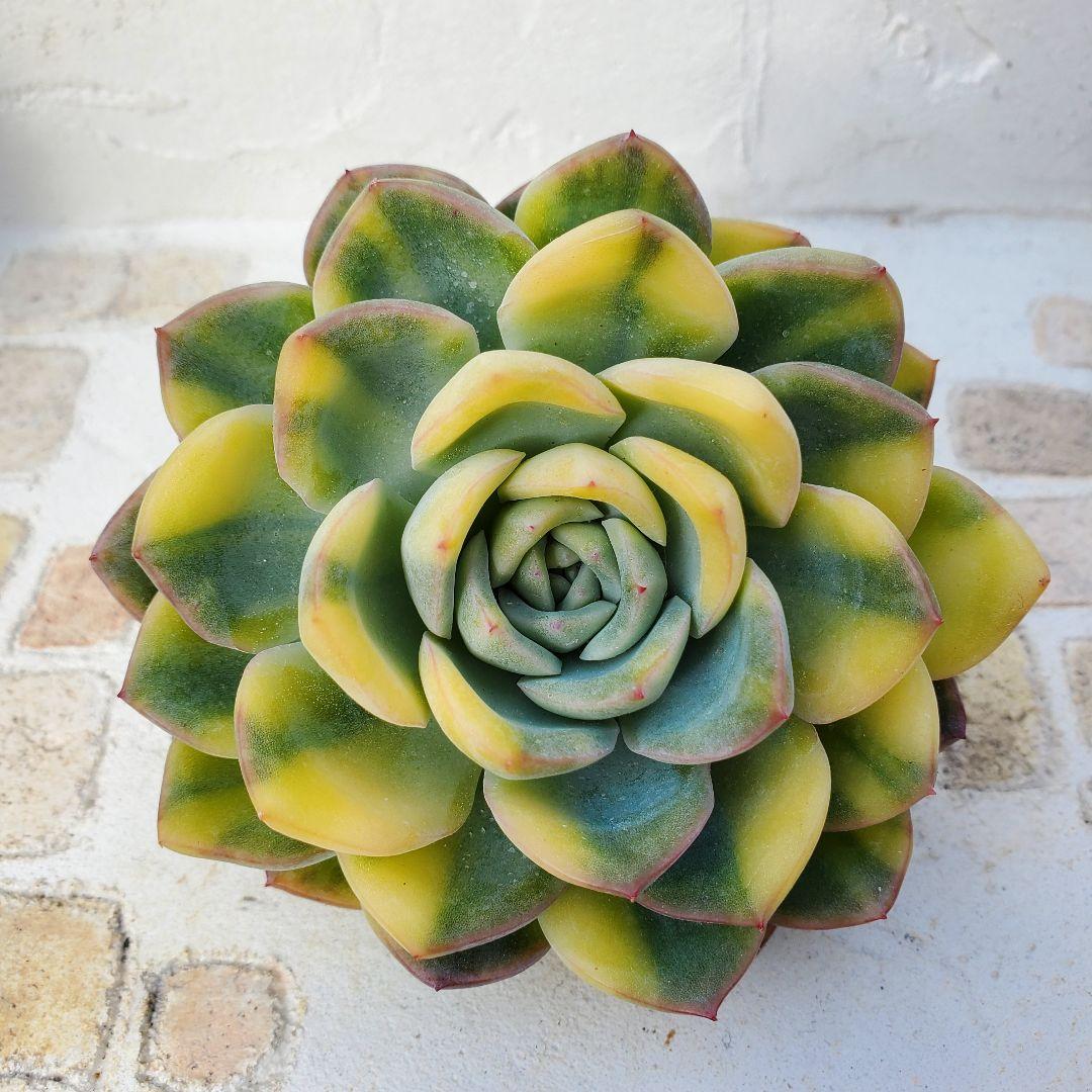 多肉植物・王姫ウォーターリリー錦・極上スペシャル斑