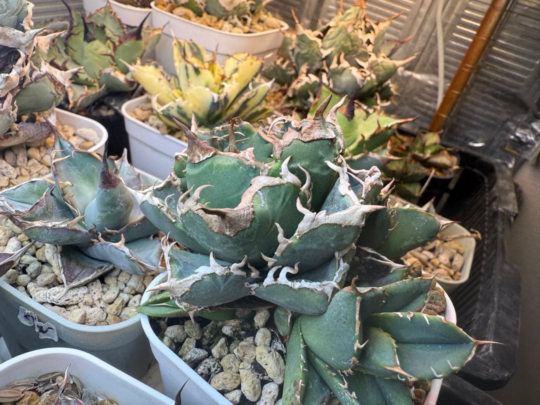 -育成株-清櫻 Seoセオ　アガベ　オテロイ　チタノタ