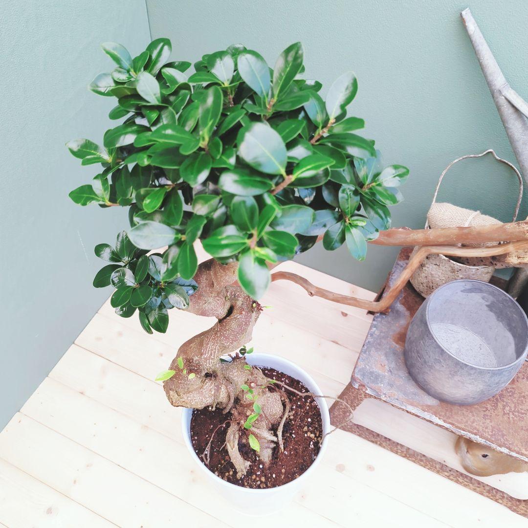 やっちゃん (現品)ガジュマル曲がり 昇り龍 ８号 太幹 曲線